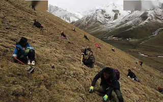 冬蟲夏草都是野生的嗎？探尋其生長的奧秘