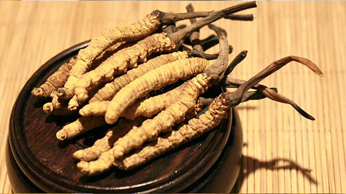 冬蟲夏草的種植地點探秘