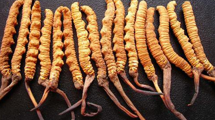 野生<a href=http://m.gmsign.com.cn/jiage/ target=_blank class=infotextkey>冬蟲夏草多少錢</a>一棵