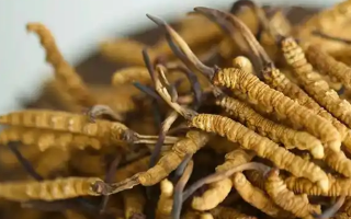 冬蟲夏草的營養成分表