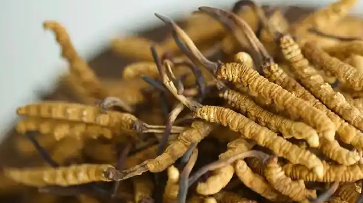 冬蟲夏草特級多少錢一克？多因素交織下的價格探秘