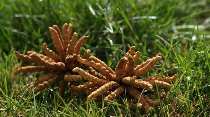 正宗冬蟲夏草一斤多少錢？多因素交織下的價格解析