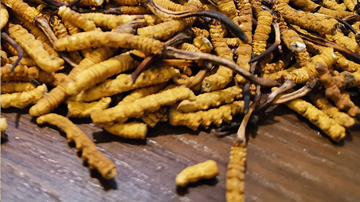 天然<a href=http://m.gmsign.com.cn/jiage/ target=_blank class=infotextkey>冬蟲夏草多少錢</a>一克？