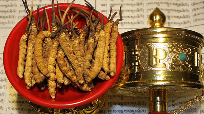 <a href=http://m.gmsign.com.cn/gongxiao/ target=_blank class=infotextkey><a href=http://m.gmsign.com.cn/gongxiao/ target=_blank class=infotextkey><a href=http://m.gmsign.com.cn/yangsheng/ target=_blank class=infotextkey>冬蟲(chóng)夏草的功效</a></a></a>解析：傳統(tǒng)珍寶的現(xiàn)代價(jià)值