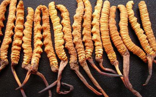 純野生冬蟲夏草價格解析：稀缺背后的價值密碼