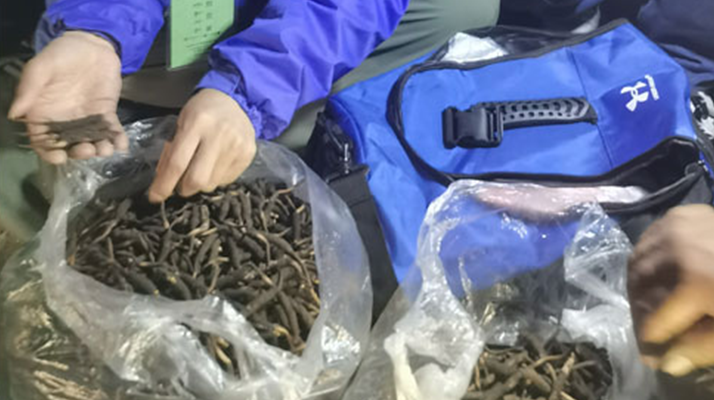 <a href=http://m.gmsign.com.cn/xinxian/ target=_blank class=infotextkey>新<a href=http://m.gmsign.com.cn/xinxian/ target=_blank class=infotextkey>鮮冬蟲夏草</a></a>的正確食用指南