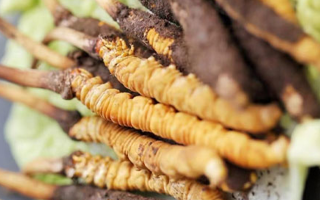 冬蟲夏草的功效解析：從傳統智慧到現代科學的雙重印證