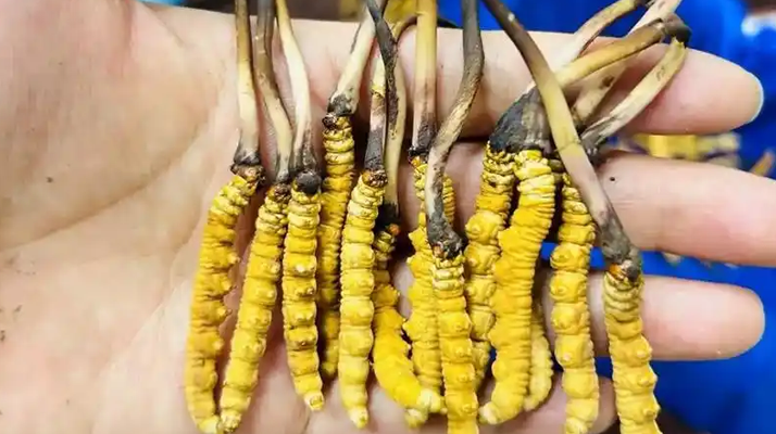 新鮮冬蟲夏草冷凍保存指南:鎖住營養的科學方法