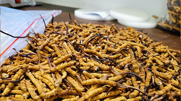 <a href=http://m.gmsign.com.cn/gongxiao/ target=_blank class=infotextkey><a href=http://m.gmsign.com.cn/gongxiao/ target=_blank class=infotextkey><a href=http://m.gmsign.com.cn/yangsheng/ target=_blank class=infotextkey>冬蟲夏草的功效</a></a></a>與價值解析