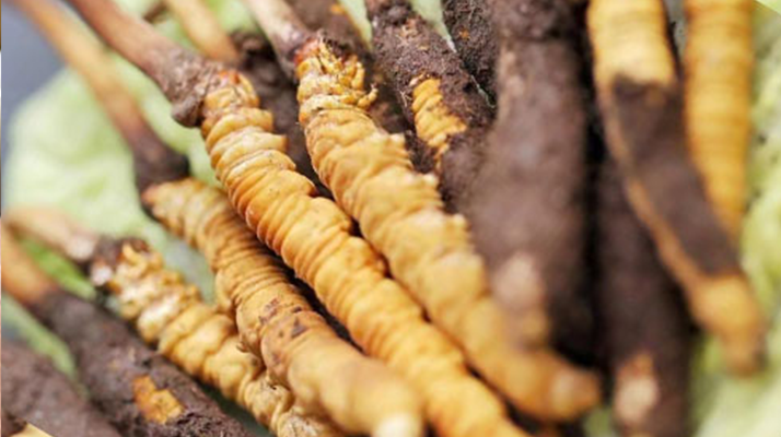 水煮<a href=http://m.gmsign.com.cn/xinxian/ target=_blank class=infotextkey>鮮冬蟲夏草</a>的最佳方法：鎖住營養(yǎng)的科學(xué)烹煮指南