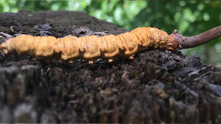 冬蟲夏草泡酒時(shí)長指南:靜待藥效沉淀的科學(xué)