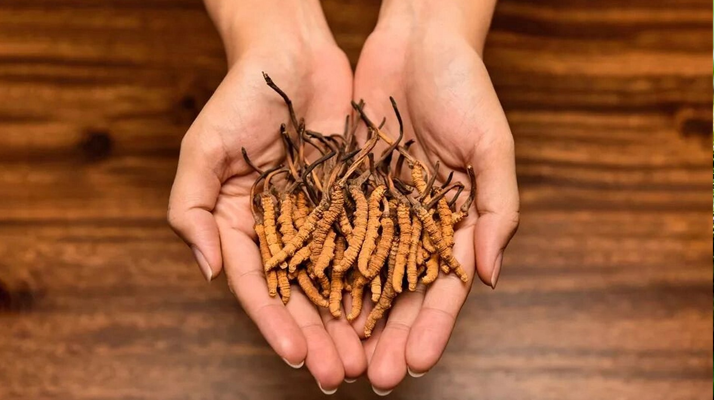 冬蟲夏草最佳搭配指南：科學配伍發揮滋補效能