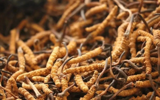 冬蟲夏草燉鴿子：秋冬滋補的經典藥膳