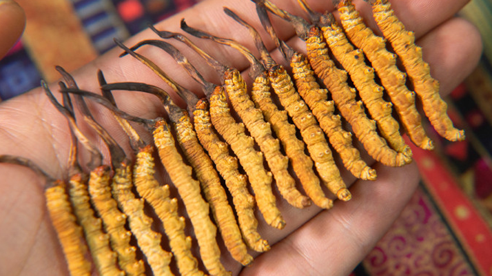 西洋參、陳皮與冬蟲夏草：三味協同的養生智慧