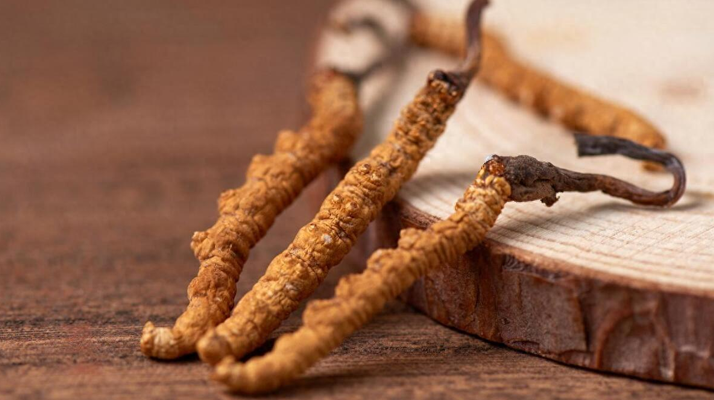 吃冬蟲夏草的好處有哪些?科學解讀這株"雪山黃金"的養生價值