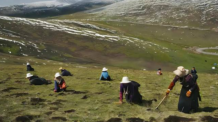 西藏鮮冬蟲夏草<a href=http://m.gmsign.com.cn/ target=_blank class=infotextkey><a href=http://m.gmsign.com.cn/s/nqcc/ target=_blank class=infotextkey>那曲蟲草</a></a>