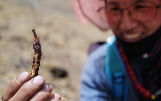冬蟲夏草采取時間