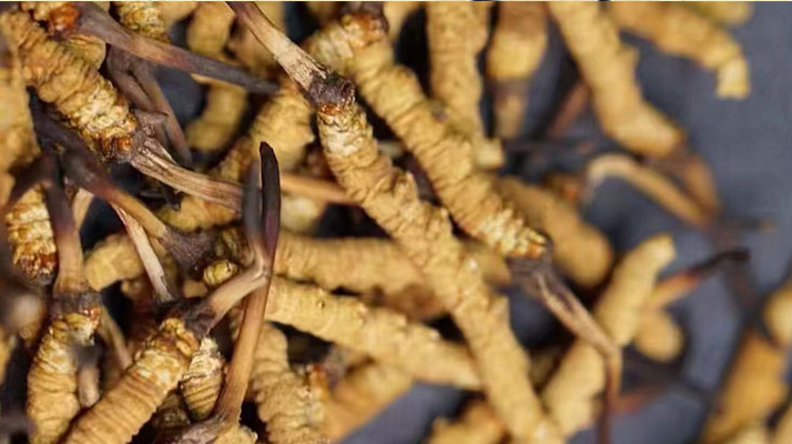 正宗<a href=http://m.gmsign.com.cn/jiage/ target=_blank class=infotextkey>冬蟲夏草多少錢</a>一克