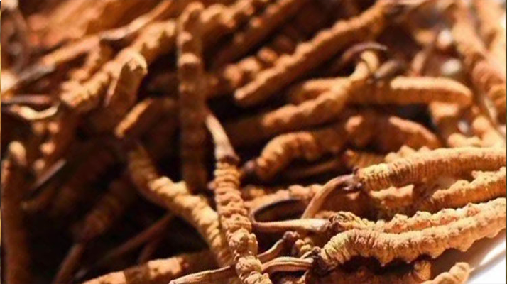 野生<a href=http://m.gmsign.com.cn/jiage/ target=_blank class=infotextkey>冬蟲夏草多少錢</a>一克