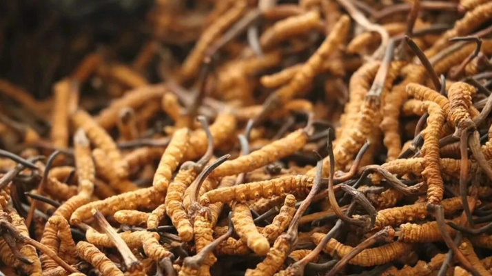 <a href=http://m.gmsign.com.cn/ target=_blank class=infotextkey><a href=http://m.gmsign.com.cn/s/nqcc/ target=_blank class=infotextkey>那曲冬蟲夏草</a></a>頭期草