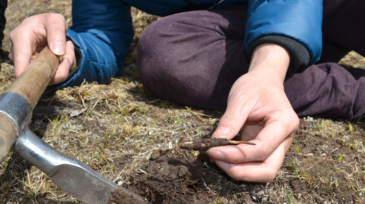 怎樣鑒別<a href=http://m.gmsign.com.cn/tag/6.html target=_blank class=infotextkey>冬蟲夏草的產地</a>