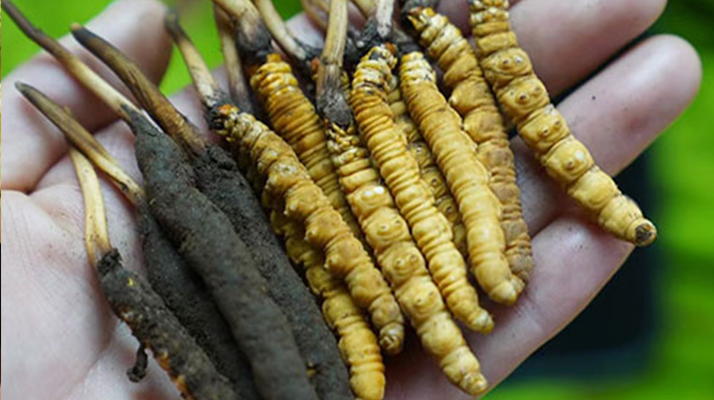 鮮的冬蟲夏草有什么功效