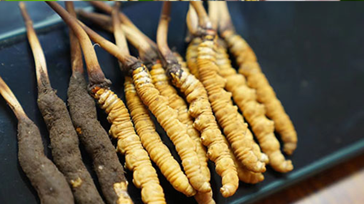 那曲織就蟲草采挖防雷安全網  