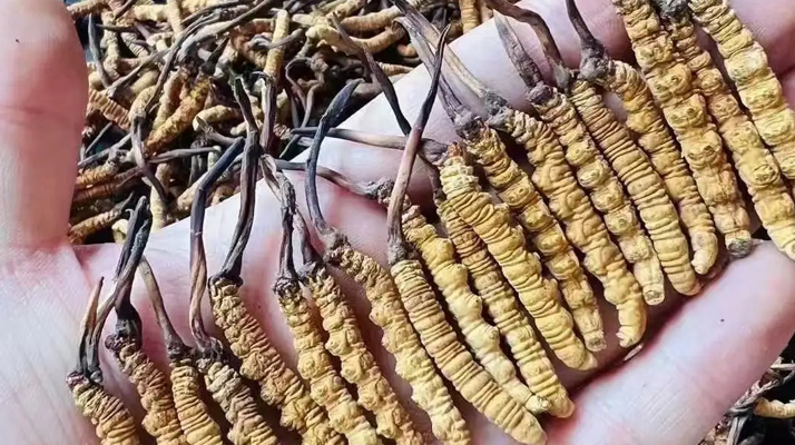 鮮的冬蟲夏草長什么樣