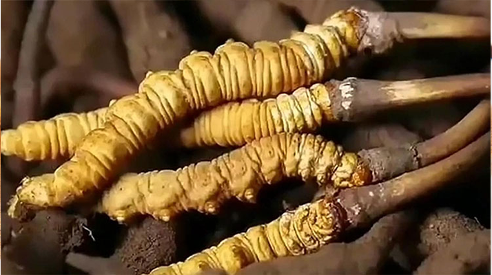 <a href=http://m.gmsign.com.cn/ target=_blank class=infotextkey><a href=http://m.gmsign.com.cn/s/nqcc/ target=_blank class=infotextkey>那曲蟲草</a></a>展銷會暨巴青采集體驗(yàn)活動啟幕