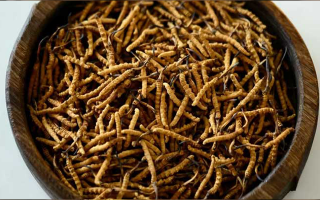 冬蟲夏草生長于哪些地帶