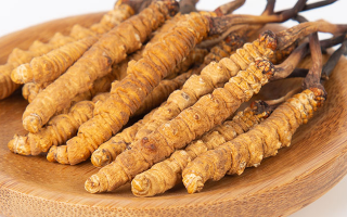 冬蟲夏草年產量多少