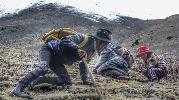 最好的冬蟲夏草采挖季節