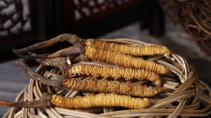 怎么辨別真的冬蟲夏草