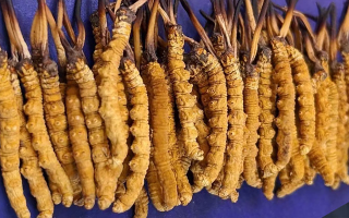 冬蟲夏草可以調理好鼻炎嗎