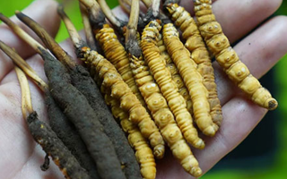 2025年那曲蟲草拍賣最高價(jià)創(chuàng)新高,55萬元紀(jì)錄誕生巴青縣第五屆采集活動