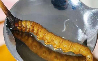 新鮮冬蟲夏草泡水時間