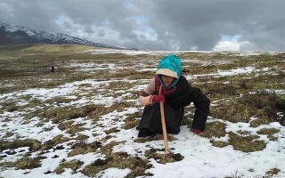 冬蟲夏草的產地有哪里