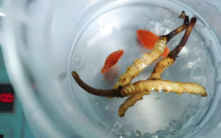 冬蟲(chóng)夏草一天長(zhǎng)多少株正常？揭開(kāi)“靈芝之王”的成長(zhǎng)秘密