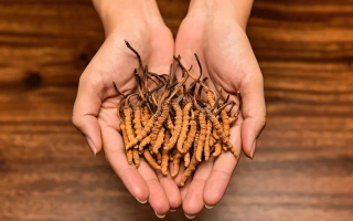 冬蟲夏草每次吃多少克