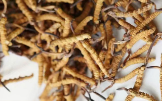 高產冬蟲夏草營養價值排名