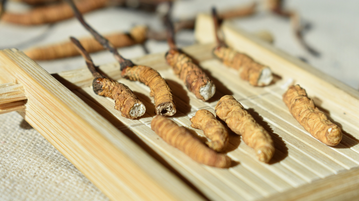 冬蟲夏草主打什么成分