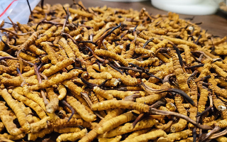 冬蟲夏草與百合能合用嗎