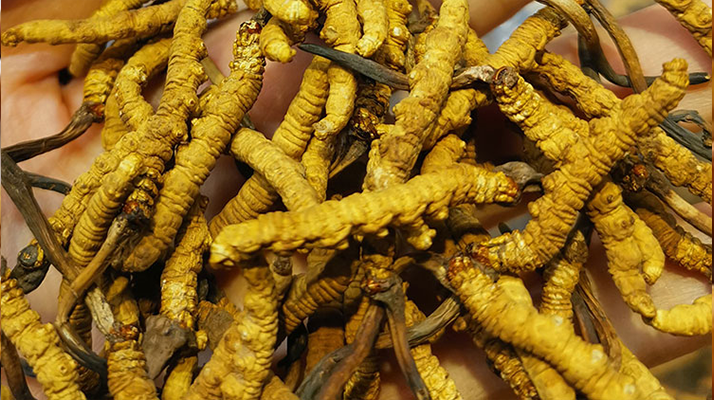 冬蟲夏草吃多久有效果