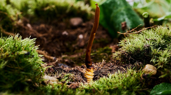 冬蟲夏草科學存放指南：守護珍貴滋補品的品質與價值