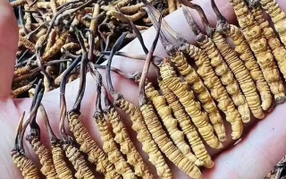 冬蟲夏草一克多少條？看懂規格，選對滋補品