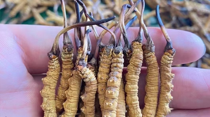 一盒冬蟲夏草多少錢？從規格到定位的價格解析