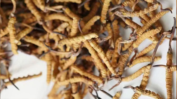 野生<a href=http://m.gmsign.com.cn/jiage/ target=_blank class=infotextkey>冬蟲夏草價格</a>揭秘：多因素交織下的市場行情