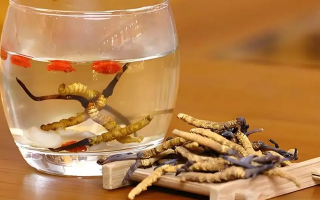 冬蟲夏草與枸杞能一起泡酒嗎？科學搭配與飲用指南