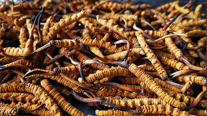 國際市場冬蟲夏草行情分析：從東方瑰寶到全球健康投資的戰略商品