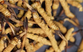 鹿茸和冬蟲夏草，誰更 “值錢”？